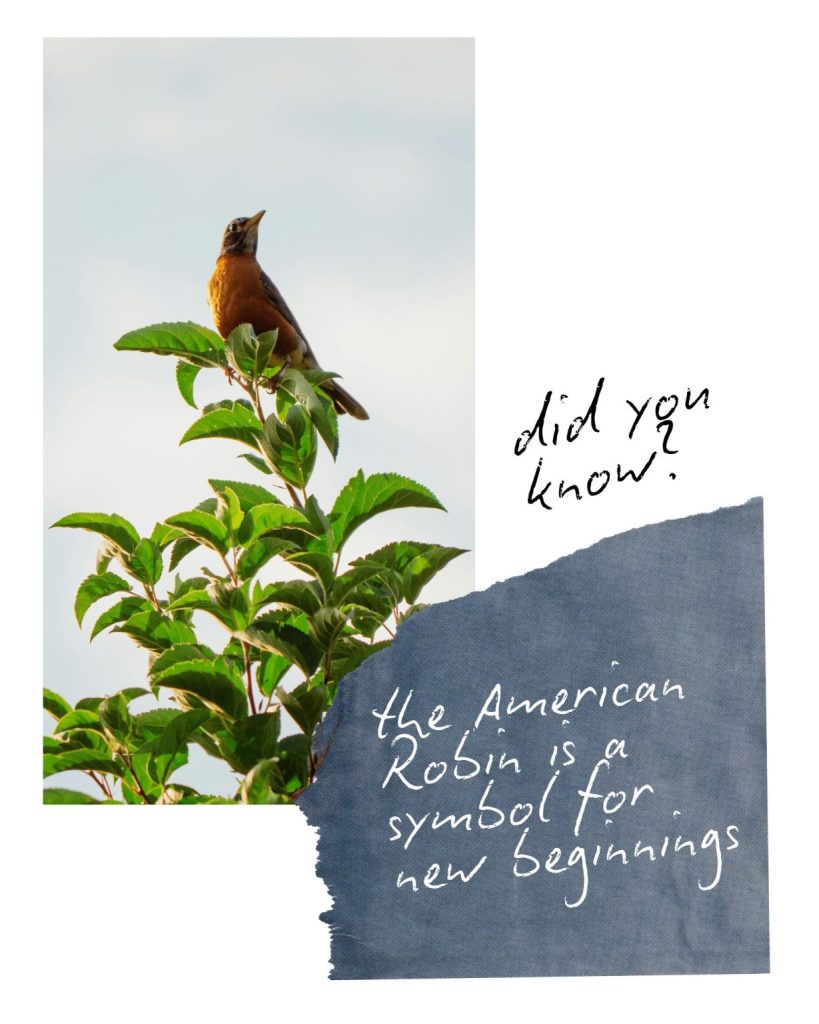 a robin sits in a tree. the quote for the image is "did you know the American Robin is a symbol for new beginnings?"