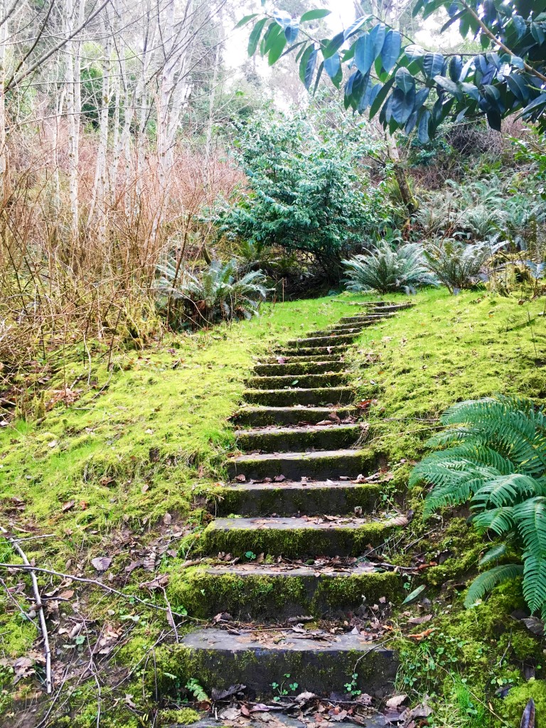 Mossy Trail at Camp Sealth