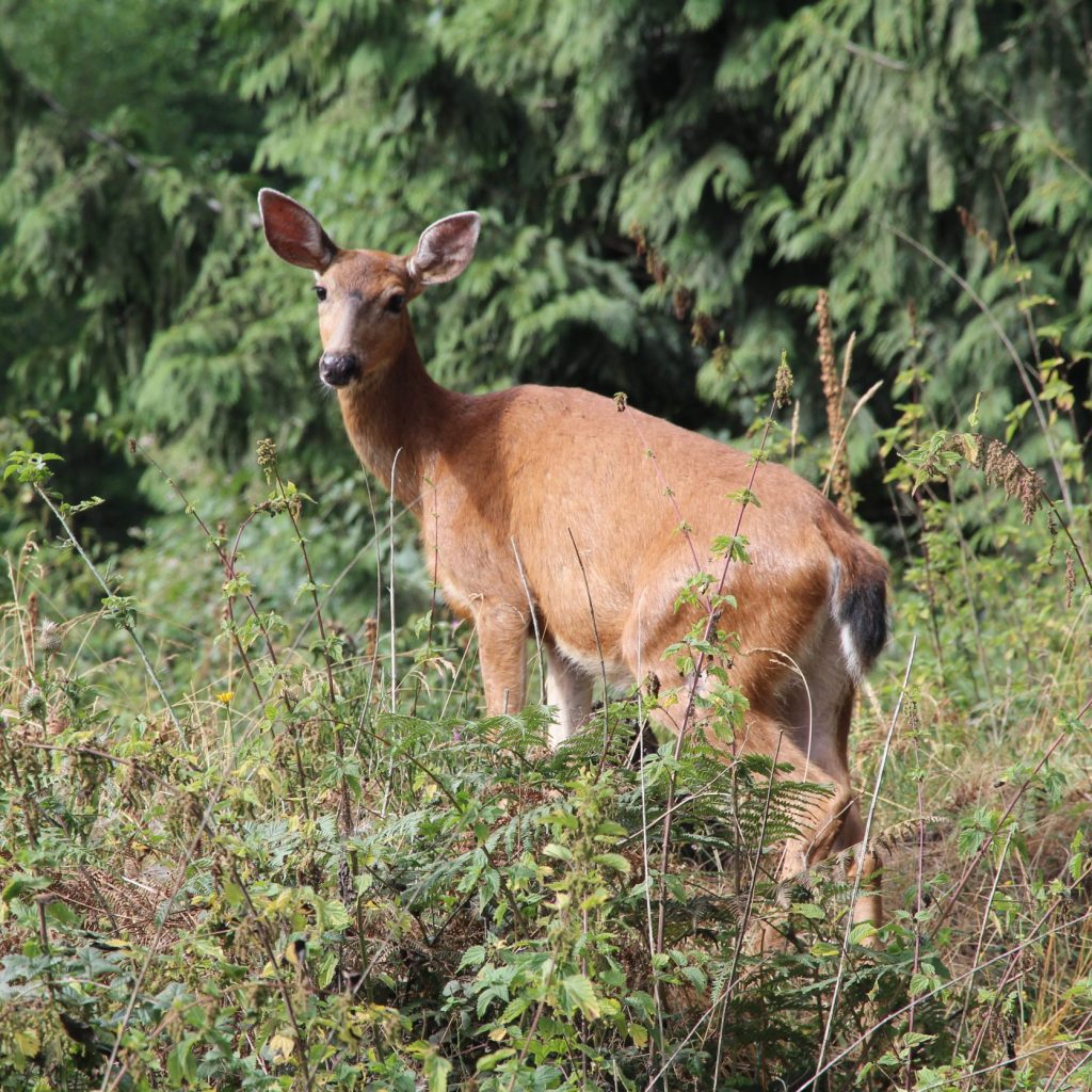 Deer looking at the camera with trees behind