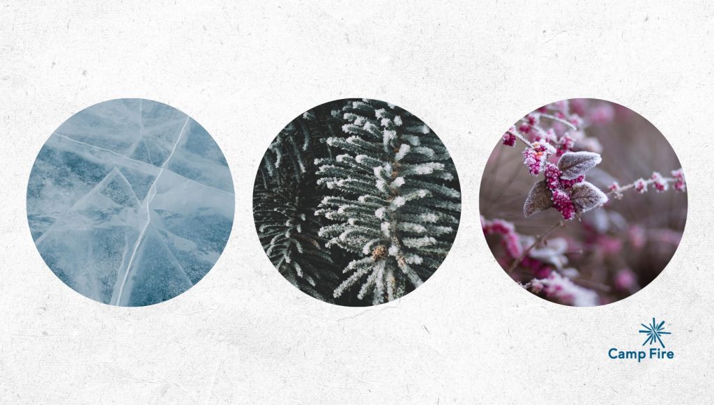 3 small images of winter scenes: ice, pine tree, frost on leaves