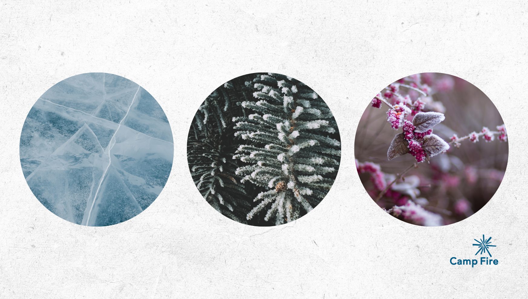 3 small images of winter scenes: ice, pine tree, frost on leaves