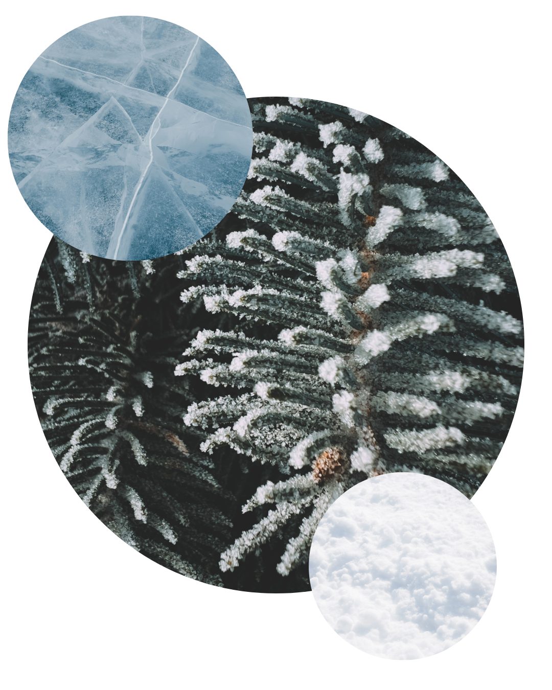 Frost on pine tree needles